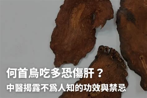 何首烏的功效|何首烏秋冬進補怎麼吃？醫列功效禁忌＋何首烏藥膳做。